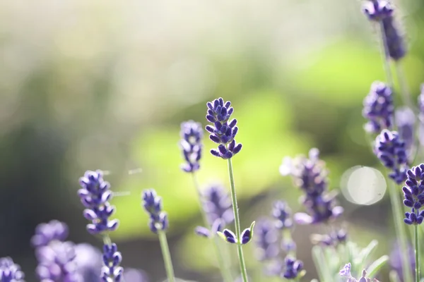 Lavanda nel campo — Foto Stock