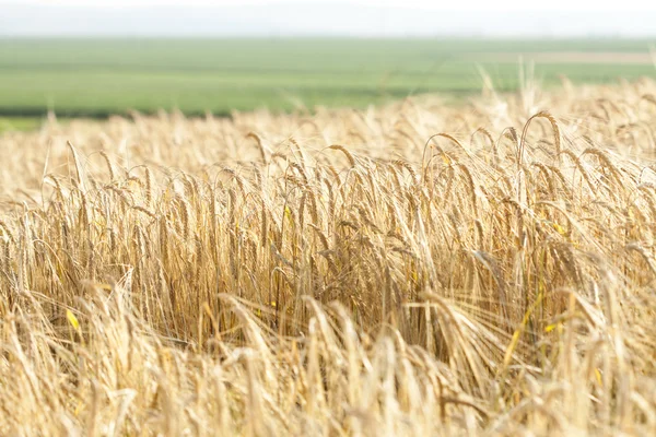 Ripe wheat — Stock Photo, Image