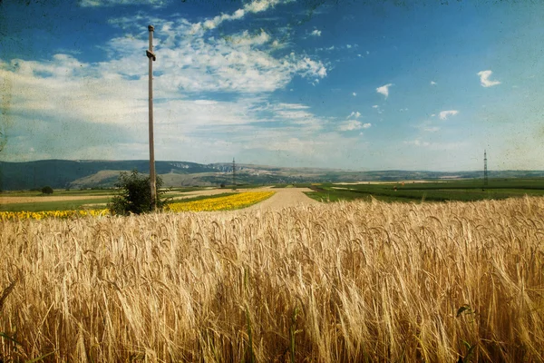 Mogen vete — Stockfoto