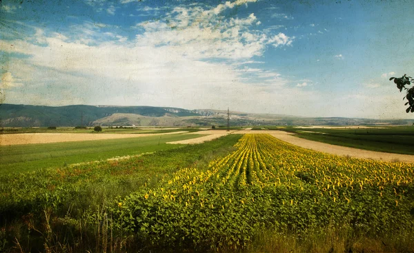 Blommande solrosfält — Stockfoto