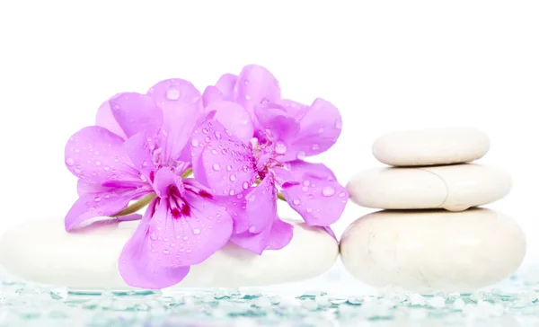 Piedras de spa y flor rosa — Foto de Stock