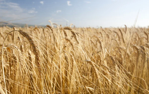 Ripe wheat — Stock Photo, Image