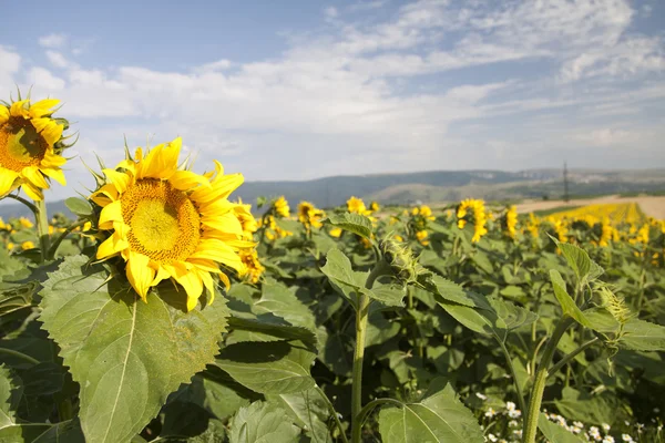 Blühendes Sonnenblumenfeld — Stockfoto