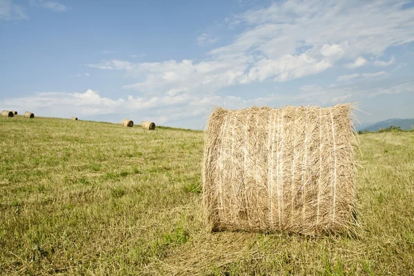 Rollos de heno en el campo —  Fotos de Stock