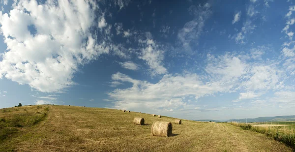 Rouleaux de foin sur le terrain — Photo