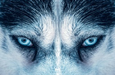 husky köpek mavi gözleri üzerinde kapat