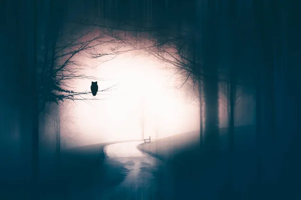 Floresta Encantada Nevoeiro Mágico Misterioso Noite Fundo Halloween — Fotografia de Stock