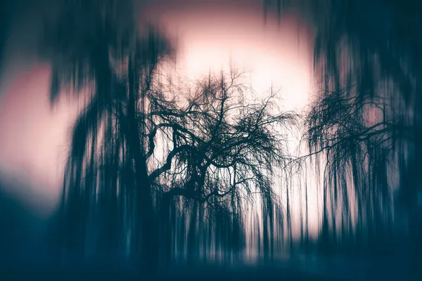 Foresta Incantata Nella Magia Nebbia Misteriosa Notte Halloween Sfondo — Foto Stock