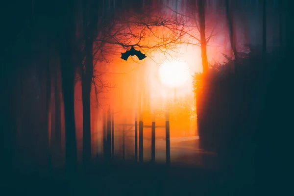 Bosque Encantado Magia Niebla Misteriosa Por Noche Fondo Halloween — Foto de Stock