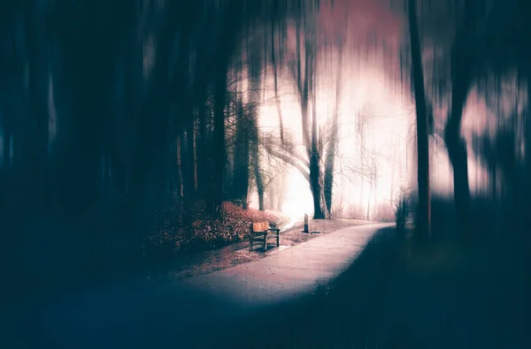 Floresta Encantada Nevoeiro Mágico Misterioso Noite Fundo Halloween — Fotografia de Stock