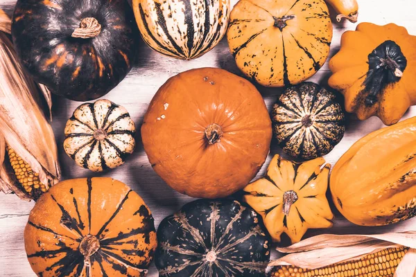 Színes Fajták Tök Squashes Autumn Sütőtök Hálaadás Háttér — Stock Fotó