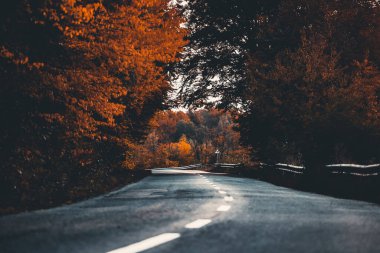 sonbahar ormandaki kıvrımlı yol