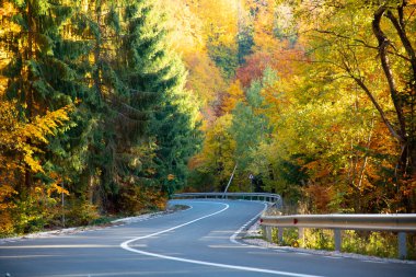 sonbahar ormandaki kıvrımlı yol