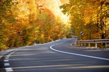 sonbahar ormandaki kıvrımlı yol