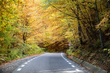 sonbahar ormandaki kıvrımlı yol