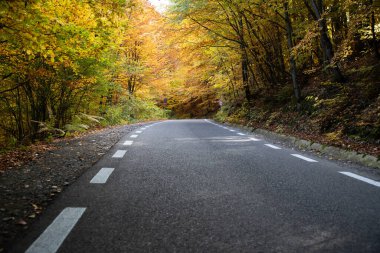 sonbahar ormandaki kıvrımlı yol