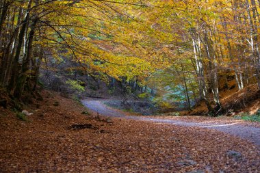 Sahnedeki patika, sonbahar orman doğası.. 