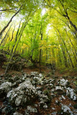  Renkli ormanlık alanda muhteşem bir sabah sahnesi. Doğa konseptinin güzelliği.