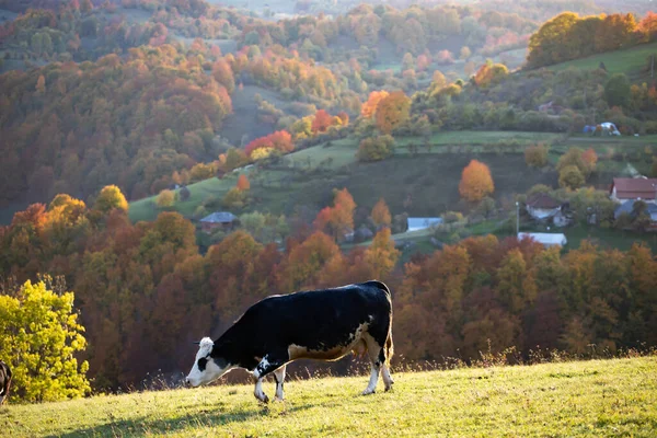 Paysage Rural Automne Transylvanie — Photo