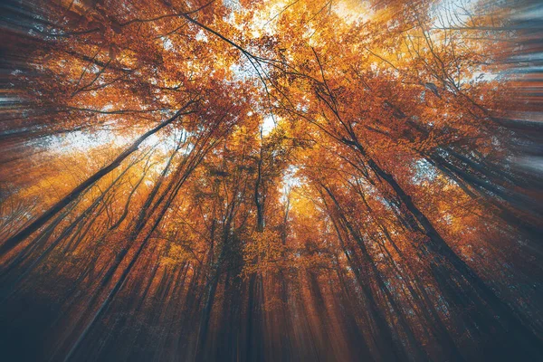 Prachtige Ochtendscène Het Kleurrijke Bos Schoonheid Van Natuur Concept Achtergrond — Stockfoto