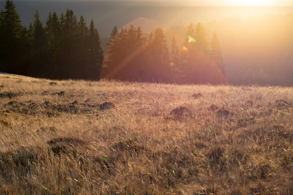Волшебный Закат Над Сосновым Лесом Осенью — стоковое фото