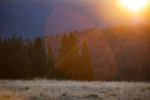 Magiczny Zachód Słońca Nad Lasem Sosnowym Jesienią — Zdjęcie stockowe