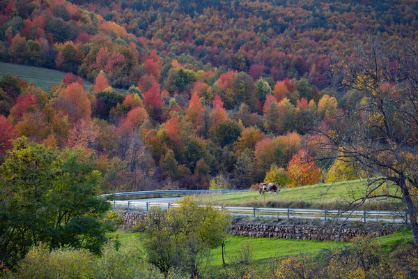 Paysage Rural Automne Transylvanie — Photo