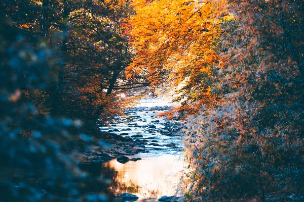 Горный Поток Осеннем Лесу — стоковое фото
