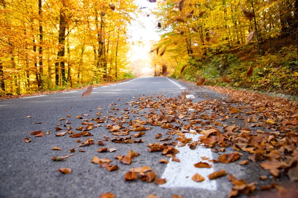 Gebogen Weg Herfst Bos — Stockfoto