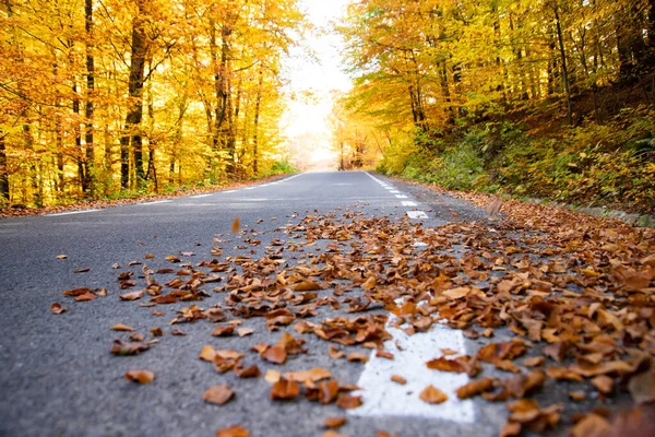 Strada Curva Nella Foresta Autunnale — Foto Stock