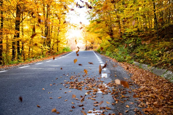 秋の森のカーブした道 — ストック写真