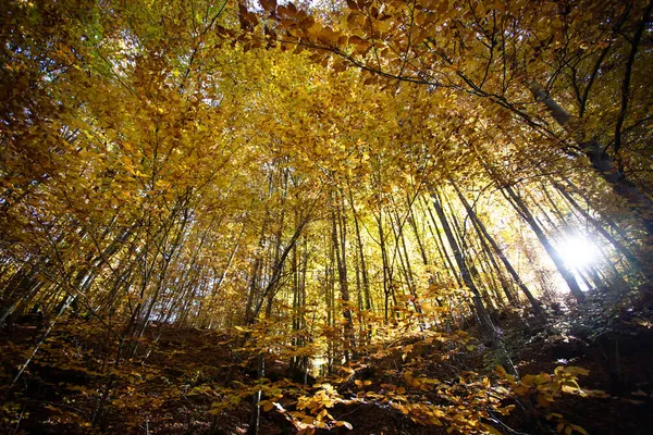 Υπέροχη Πρωινή Σκηνή Στο Πολύχρωμο Δάσος Ομορφιά Της Φύσης Έννοια — Φωτογραφία Αρχείου