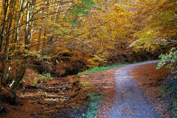 Ścieżka Scena Jesień Las Natura — Zdjęcie stockowe