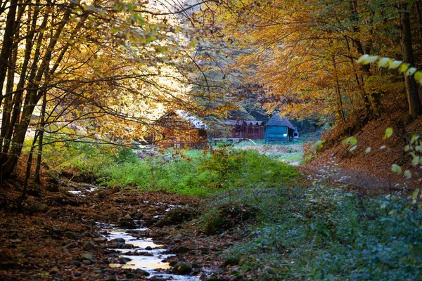 Ścieżka Scena Jesień Las Natura — Zdjęcie stockowe