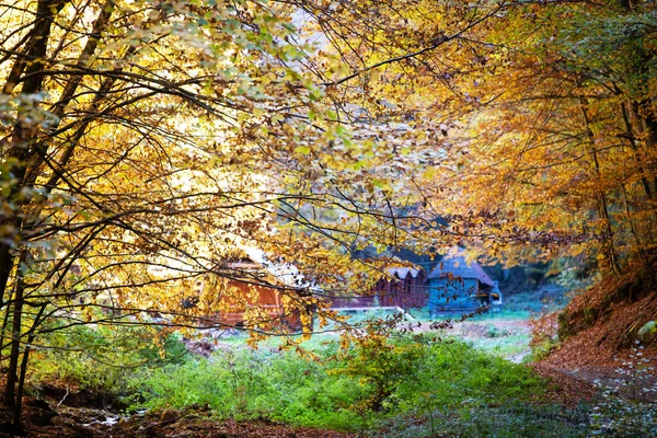 Ścieżka Scena Jesień Las Natura — Zdjęcie stockowe