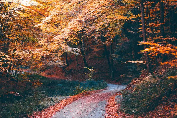 Μονοπάτι Στη Σκηνή Φθινόπωρο Δάσος Φύση — Φωτογραφία Αρχείου