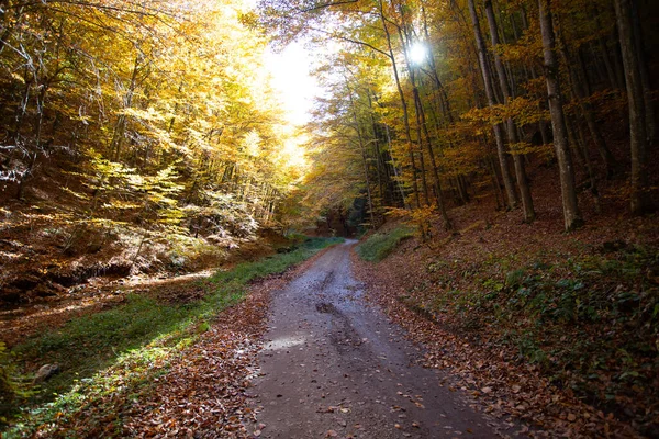 风景中的小径秋天的森林自然 — 图库照片