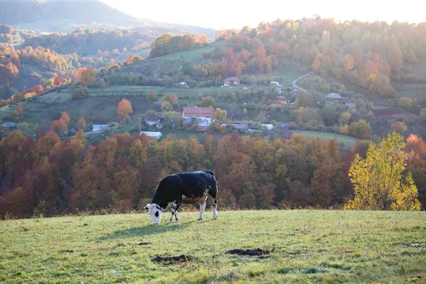 Paysage Rural Automne Transylvanie — Photo