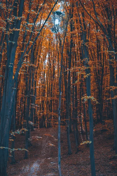 Υπέροχη Πρωινή Σκηνή Στο Πολύχρωμο Δάσος Ομορφιά Της Φύσης Έννοια — Φωτογραφία Αρχείου