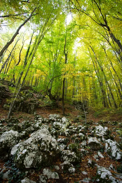  Renkli ormanlık alanda muhteşem bir sabah sahnesi. Doğa konseptinin güzelliği.