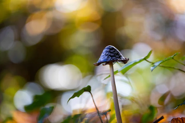 Beau Gros Plan Champignons Forestiers — Photo