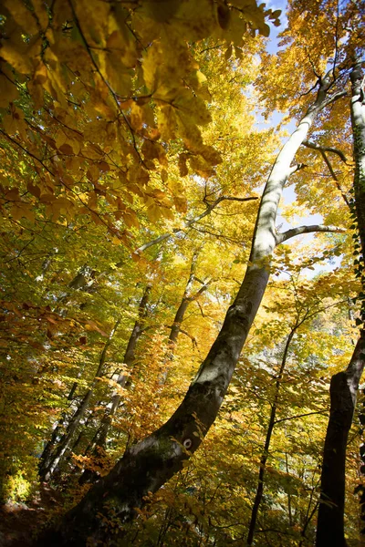 Esplêndida Cena Matinal Floresta Colorida Beleza Natureza Fundo Conceito — Fotografia de Stock