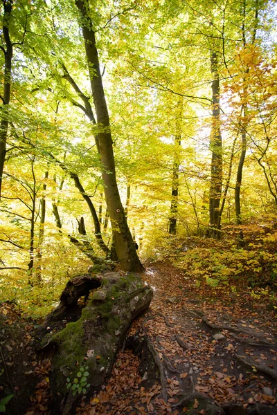 Passo Passo Cena Outono Floresta Natureza — Fotografia de Stock