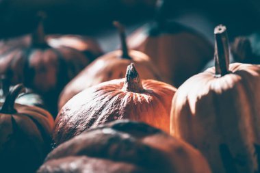 Sonbahar balkabağı Cadılar Bayramı ve Şükran Günü arkaplanı - ahşap masanın üzerinde portakal kabakları