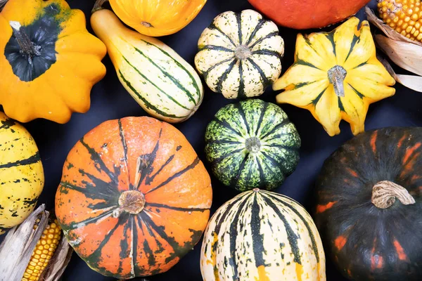 Varietà Variopinte Zucche Zucche Autunno Sfondo Ringraziamento Zucca — Foto Stock