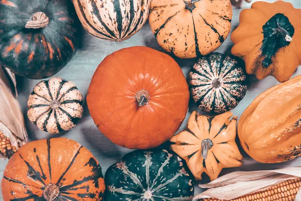 Färgglada Varianter Pumpor Och Squash Hösten Pumpa Tacksägelse Bakgrund — Stockfoto