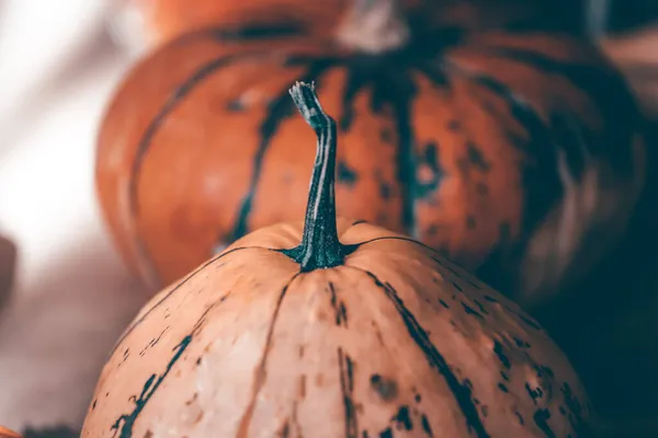 Höstpumpa Halloween Och Thanksgiving Bakgrund Orange Pumpor Över Träbord — Stockfoto