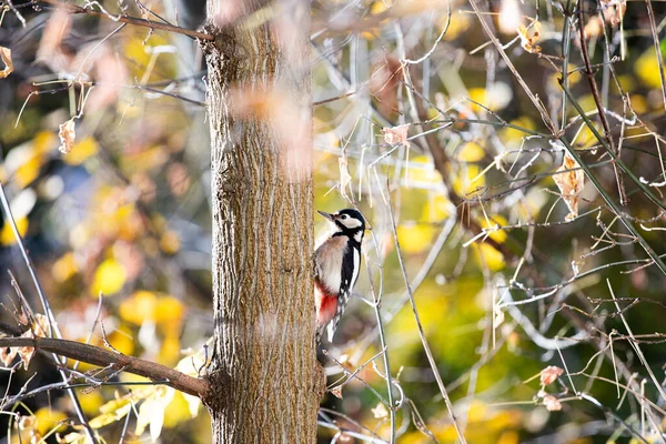 Buntspecht Dendrocopos Major — Stockfoto