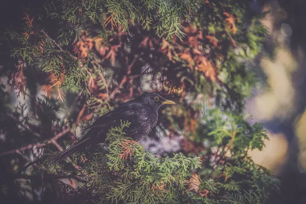 Pássaro Negro Comum Macho Turdus Merula — Fotografia de Stock