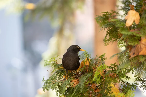 Mirlo Común Macho Turdus Merula —  Fotos de Stock